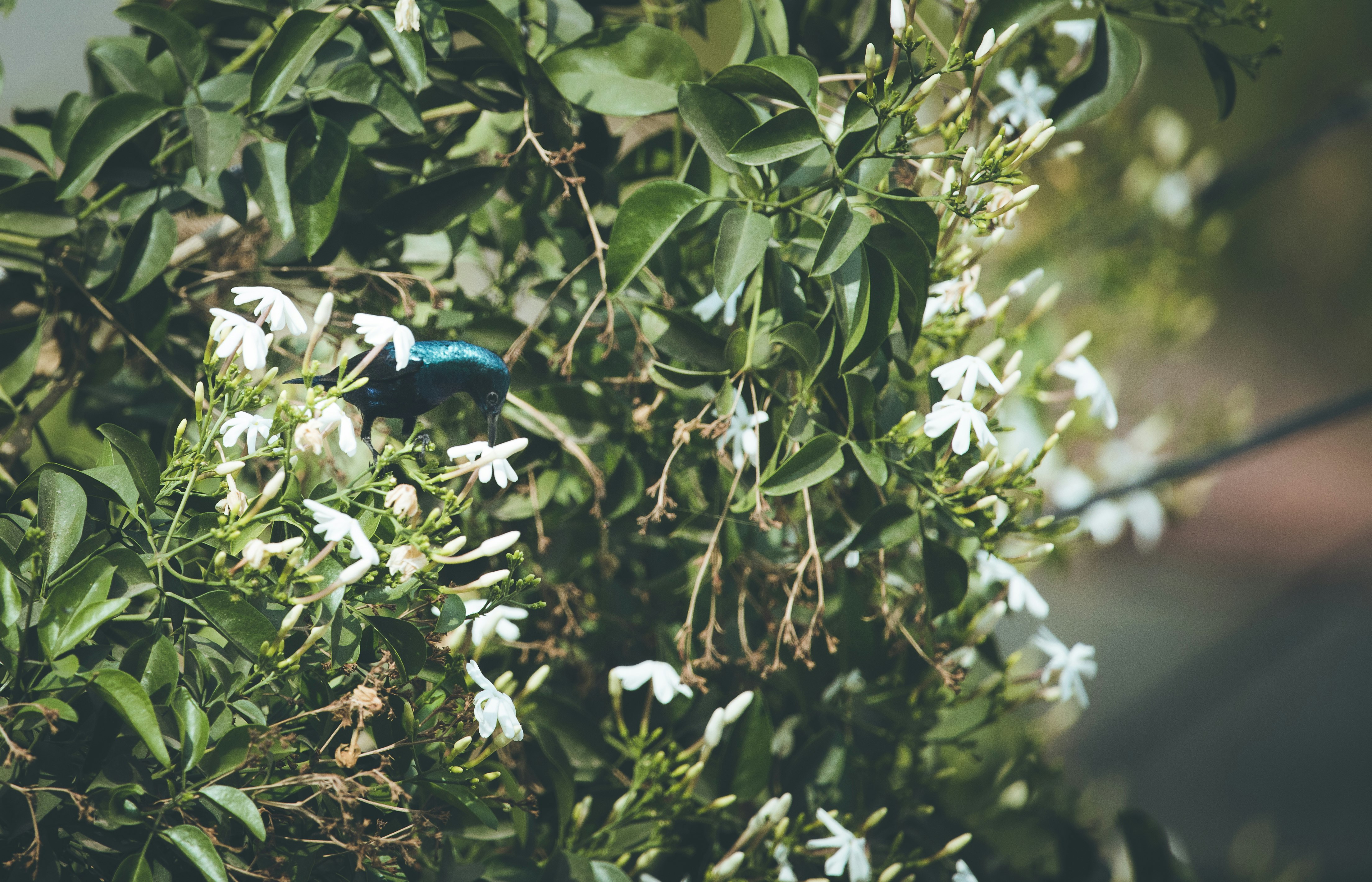 blue and white bird on green plant